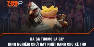 Đá Gà Thomo Là Gì? Kinh Nghiệm Chơi Hay Nhất Danh Cho Kê Thủ
