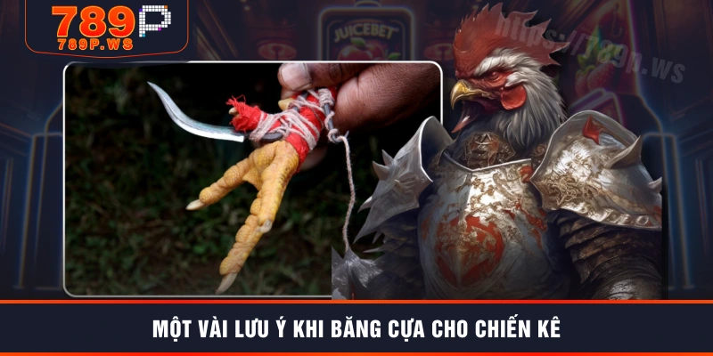 Một vài lưu ý khi băng cựa cho chiến kê