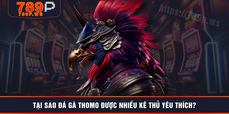 Tại sao đá gà Thomo được nhiều kê thủ yêu thích?