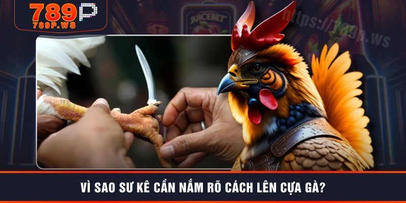 Vì sao sư kê cần nắm rõ cách lên cựa gà?